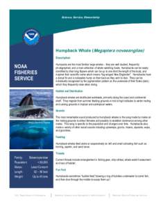 Science, Service, Stewardship  Humpback Whale (Megaptera novaeangliae) Description  NOAA