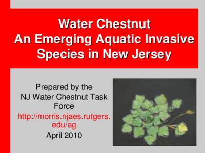 Water Chestnut An Emerging Aquatic Invasive Species in New Jersey Prepared by the NJ Water Chestnut Task Force