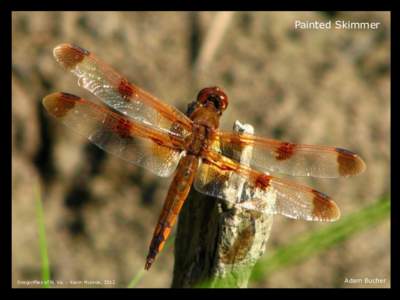 Painted Skimmer  Dragonflies of N. Va. – Kevin Munroe, 2012 Adam Bucher