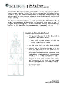 |  Life Size Printout Juvenile, Modern Homo sapiens  Understanding the human skeleton is important for learning about human and nonhuman primate anatomy. Some of the defining characteristics for modern humans