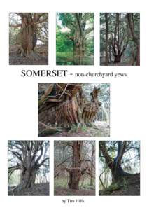 SOMERSET - non-churchyard yews  by Tim Hills
