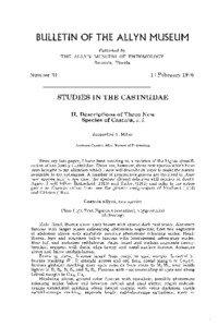 STUDIES IN THE CASTNIIDAE II. Descriptions of Three New Species of Castnia, s. t.