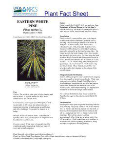 Plant Fact Sheet EASTERN WHITE PINE