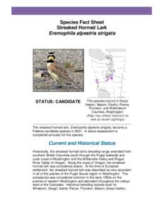 Species Fact Sheet Streaked Horned Lark Eremophila alpestris strigata STATUS: CANDIDATE