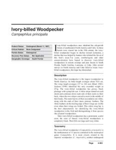Campephilus / Dryocopus / Magellanic Woodpecker / Red-cockaded Woodpecker / Piciformes / Woodpeckers / Ivory-billed Woodpecker