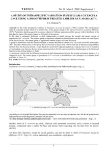 Cowry / Mauritia maculifera / Lyncina leviathan / Cypraeidae / Pustularia / Cypraea