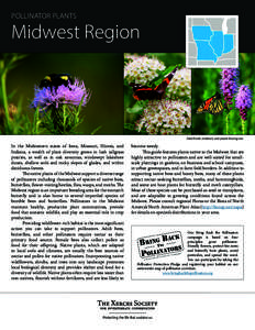 POLLINATOR PLANTS  Midwest Region Field thistle, ninebark, and prairie blazing star.