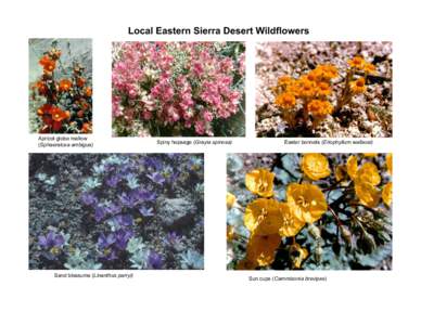 Local Eastern Sierra Desert Wildflowers  Apricot globe mallow (Sphaeralcea ambigua)  Sand blossums (Linanthus parryi)