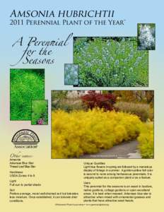 Amsonia hubrichtiiPerennial Plant of the Year™ A Perennial 	 for the