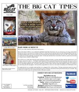 THE BIG CAT TIMES FALL 2011 Phantom Fur Ball page 2  Cougar Rescue page 3