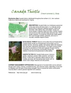 Cirsium arvense (L.) Scop. Distribution Map Canada thistle is distributed throughout the northern U.S., from northern California to Maine and southward to Virginia. DESCRIPTION: Canada thistle is an herbaceous perennial 