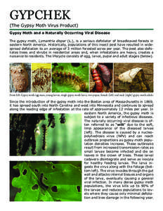 GYPCHEK (The Gypsy Moth Virus Product) Gypsy Moth and a Naturally Occurring Viral Disease The gypsy moth, Lymantria dispar (L.), is a serious defoliator of broadleaved forests in eastern North America. Historically, popu