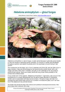 Fungus Factsheet[removed]Science Division Hebeloma aminophylum — ghoul fungus Richard Robinson, Science Division, Manjimup, [removed]