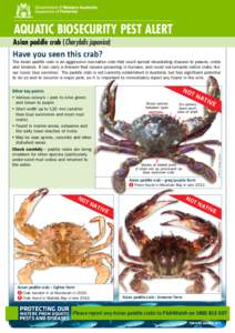 AQUATIC BIOSECURITY PEST ALERT Asian paddle crab (Charybdis japonica) Have you seen this crab? The Asian paddle crab is an aggressive non-native crab that could spread devastating disease to prawns, crabs and lobsters. I