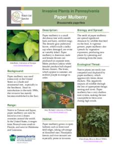 Invasive Plants in Pennsylvania  Paper Mulberry Broussonetia papyrifera  John Ruter, University of Georgia