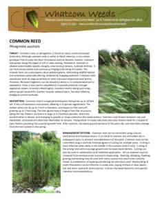 COMMON REED Phragmites australis THREAT: Common reed, or phragmites, is found on every continent except Antarctica. Although common reed is native to North America, a non-native genotype from Europe has been introduced a