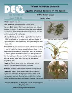 Water Resources Division’s Aquatic Invasive Species of the Week! FOR THE WEEK OF: Brittle Water-nymph