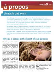 Limagrain and wheat › Wheat is a gramineae originally grown in Mesopotamia and has been cultivated by Mankind for[removed]years, first by indigenous nomads who became farmers, then by large families of farmer-breeders.