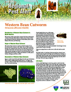 Regional Pest Alert Western Bean Cutworm Striacosta albicosta (Smith)  Distribution of Western Bean Cutworm in