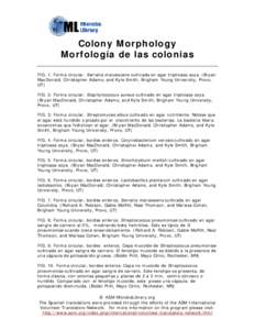 Microsoft Word - colony_morphology_spanish.doc