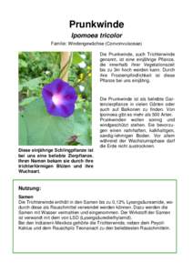 Prunkwinde Ipomoea tricolor Familie: Windengewächse (Convonvulaceae)