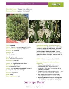 Flora of North America / Rosewood / Flora / V. californica / Rosaceae / Vauquelinia / Flora of the United States