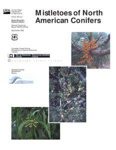 Arceuthobium / Mistletoe / Phoradendron / Viscaceae / Loranthaceae / Abies concolor / Parasitic plants / Flora of the United States / Botany