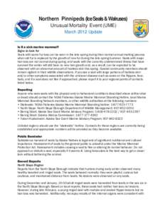 Northern Pinnipeds (Ice Seals & Walruses) Unusual Mortality Event (UME) March 2012 Update Is it a sick marine mammal? Signs to look for