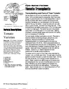 mato Transplants Transplanting and Care of Your Tomato: Before watering fill with soil to here.