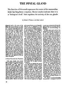 THE PINEAL GLAND The function of this small organ near the center of the mammalian brain has long been a mystery. Recent studies indicate.that it is a “biological  clock” that regulates the activity of the sex glands