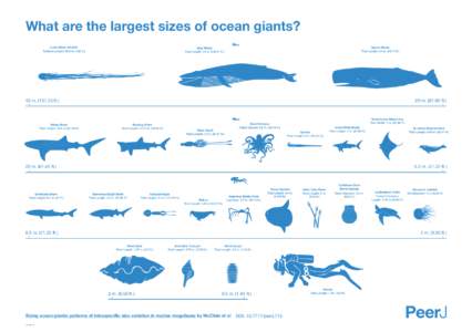 Colossal squid / Bluntnose sixgill shark / Oarfish / Hexanchus / Megafauna / Hexanchidae / Squid