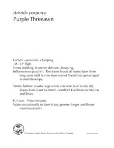 Aristida purpurea  Purple Threeawn grass - perennial, clumping