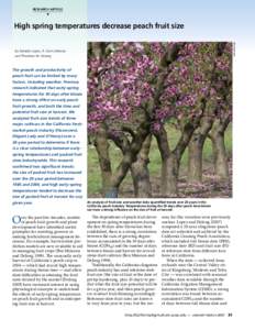 RESEARCH ARTICLE ▼ Jack Kelly Clark  High spring temperatures decrease peach fruit size