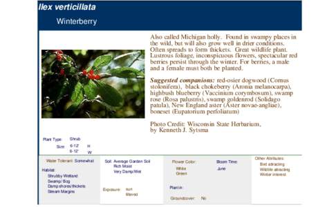 Winterberry (ilex verticillata)