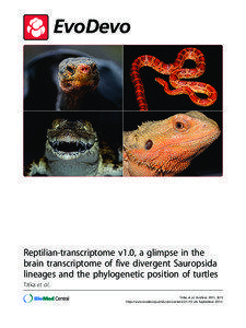 Reptilian-transcriptome v1.0, a glimpse in the brain transcriptome of five divergent Sauropsida lineages and the phylogenetic position of turtles