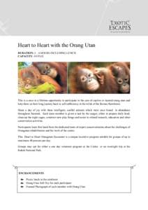 Heart to Heart with the Orang Utan DURATION: 5 – 6 HOURS INCLUDING LUNCH CAPACITY: 4 0 PAX This is a once in a lifetime opportunity to participate in the care of captive or injured orang utan and help them on their lon