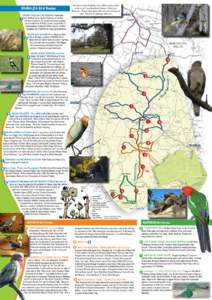 WARIALDA Bird Routes CRANKY ROCK NATURE RESERVE Head East from WARIALDA on Gwydir Highway for 5k then Left 3km to reserve. 70 species have been sighted around waterhole & Reedy Creek. Large flocks of Woodswallow, Masked 