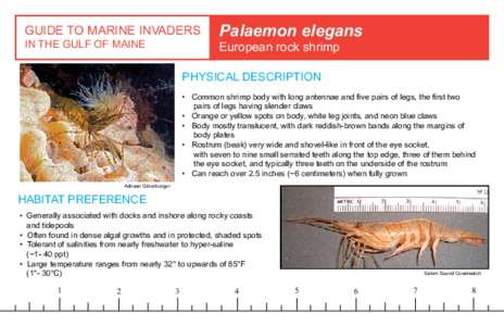 GUIDE TO MARINE INVADERS IN THE GULF OF MAINE Palaemon elegans European rock shrimp