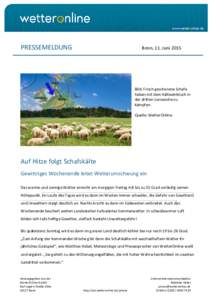 PRESSEMELDUNG  Bonn, 11. Juni 2015 Bild: Frisch geschorene Schafe haben mit dem Kälteeinbruch in