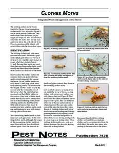 Clothes Moths Integrated Pest Management in the Home The webbing clothes moth, Tineola bisselliella, (Figure 1) and casemaking clothes moth, Tinea pellionella, (Figure 2) can be fabric pests in California. They