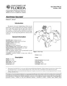 Fact Sheet FPS-16  October, 1999 Aechmea fasciata1 Edward F. Gilman2