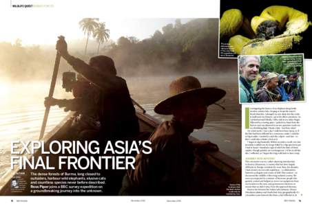 wildlife quest burma’s forests  This Indian pipistrelle was captured in one of the mist-nets