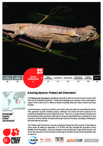 Geography of Madagascar / Geography of Africa / Brown leaf chameleon / Madagascar / Antsingy Leaf Chameleon / Chameleons / Brookesia / Nosy Be