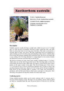 Flora of New South Wales / Bushfood / Xanthorrhoea / Trees of Australia / Kingia / Phytophthora cinnamomi / Tree / Xanthorrhoea malacophylla / Xanthorrhoea arborea / Asparagales / Plant taxonomy / Xanthorrhoeoideae