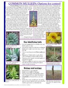 Flora / Verbascum thapsus / Mullein / Verbascum blattaria / Seed / Weed control / Biennial plant / Germination / Capsule / Botany / Biology / Medicinal plants