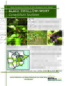 New Invasive Plants of the Midwest Fact Sheet  BLACK SWALLOW-WORT Cynanchum louiseae Description: Black Swallow-Wort is a herbaceous, perennial vine with twines 3-8 feet high. Its leaves are dark green and