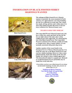 Ferrets / Zoology / Mustelidae / Long-tailed weasel / European polecat / Geography of North America / Mustelinae / Prairie dog / Weasels / Prairies / Black-footed ferret