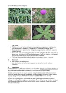 Spear Thistle (Cirsium vulgare)  1  