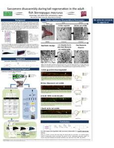 Sarcomere disassembly during tail regeneration in the adult fish Sternopygus macrurus Chiann-Ling C. Yeh, Robert Güth, and Graciela A. Unguez New Mexico State University, Department of Biology  We welcome comments