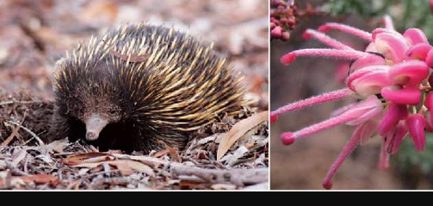 Photos: Short-beaked Echidna, Tachyglossus aculeatu, by Leo Berzins. Woolly Grevillea, Grevillea lanigera, by Karen Gough, CSIRO. The Atlas of Living Australia is a collaboration between O The Commonwealth Scientific an